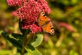 closeup of red peacock butterfly on red flower Royalty Free Stock Photo