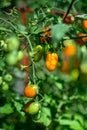 Closeup of red pearl heirloom tomatoes growing in a kitchen garden Royalty Free Stock Photo