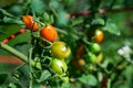 Closeup of red pearl heirloom tomatoes growing in a kitchen garden Royalty Free Stock Photo