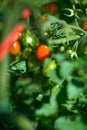 Closeup of red pearl heirloom tomatoes growing in a kitchen garden Royalty Free Stock Photo