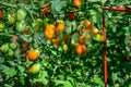 Closeup of red pearl heirloom tomatoes growing in a kitchen garden Royalty Free Stock Photo