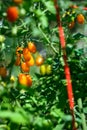 Closeup of red pearl heirloom tomatoes growing in a kitchen garden Royalty Free Stock Photo