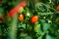 Closeup of red pearl heirloom tomatoes growing in a kitchen garden Royalty Free Stock Photo