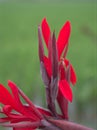 Closeup red petals of Edible canna indica flower plants in garden with green blurred background ,macro image ,sweet color for card