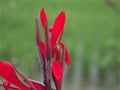 Closeup red petals of Edible canna indica flower plants in garden with green blurred background ,macro image ,sweet color for card