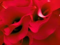 Closeup of red petals