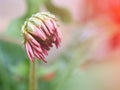 Closeup red petals Transvaal Gerbera daisy flower in garden and blurred background Royalty Free Stock Photo
