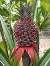 closeup of red pineapple growing on a bush Royalty Free Stock Photo