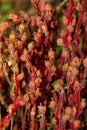 Red pinesap fruits in Bigelow Hollow State Park in Union, Connecticut