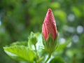 Closeup red -pink bud flower of hibiscus with green leaves and blurred background ,sweet color Royalty Free Stock Photo