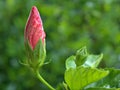 Closeup red -pink bud flower of hibiscus with green leaves and blurred background ,sweet color Royalty Free Stock Photo