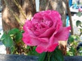 Closeup of red pink colour single rose flower blossom blooming on tree blurred background, stock photo, spring summer flower, Royalty Free Stock Photo