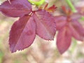 Closeup red ,pink leaf of garden rose in garden and blurred for background ,nature background Royalty Free Stock Photo