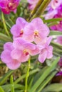 Closeup of the red pink orchid phalaenopsis. Bouquet of flowers orchids. orchids of thailand Royalty Free Stock Photo