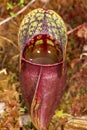 Closeup of a red pitcher plant leaf in New Hampshire. Royalty Free Stock Photo