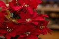 Closeup of red poinsettia flowers Christmas. Shallow depth of field. Concept of holiday Christmas. Royalty Free Stock Photo