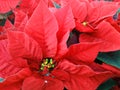 Closeup of red poinsettia flowers Euphorbia pulcherrima. Royalty Free Stock Photo