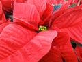 Closeup of red poinsettia flowers Euphorbia pulcherrima Royalty Free Stock Photo