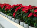 Closeup of red poinsettia flowers Euphorbia pulcherrima. Red poinsettia Christmas flower Royalty Free Stock Photo