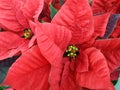 Closeup of red poinsettia flowers Euphorbia pulcherrima. Royalty Free Stock Photo