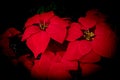 Vibrant Splendor: Close-Up of Red Poinsettia Flowers in Nature\'s Embrace Royalty Free Stock Photo