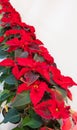 Closeup of red poinsettia flowers Euphorbia pulcherrima. Red poinsettia Christmas flower Royalty Free Stock Photo