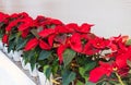 Closeup of red poinsettia flowers Euphorbia pulcherrima. Red poinsettia Christmas flower Royalty Free Stock Photo