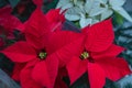 Closeup of red poinsettia flowers Euphorbia pulcherrima. Red poinsettia Christmas flower Royalty Free Stock Photo