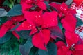 Closeup of red poinsettia flowers Euphorbia pulcherrima. Red poinsettia Christmas flower Royalty Free Stock Photo