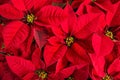 Closeup of red poinsettia flowers