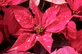 Closeup of red poinsettia foliage.