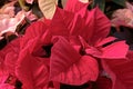 Closeup of red poinsettia foliage.