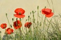 Closeup of poppies in field