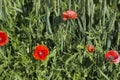 Closeup red poppies and poppy heads Royalty Free Stock Photo