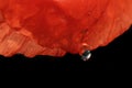 Closeup of red poppy