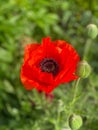 Closeup of a red poppy flower in a field of lush green grass Royalty Free Stock Photo