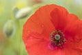 Closeup of red poppy flower in green summer field Royalty Free Stock Photo