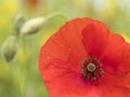 Closeup of red poppy flower in green summer field Royalty Free Stock Photo