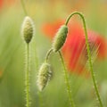 Closeup of red poppy flower in green summer field Royalty Free Stock Photo