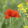 Closeup of red poppy flower in green summer field Royalty Free Stock Photo