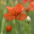 Closeup of red poppy flower in green summer field Royalty Free Stock Photo