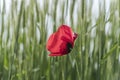 Closeup red poppy flower in a green wheat field Royalty Free Stock Photo