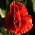 Closeup of red poppy flower head. Delicate flower in the shape of vagina