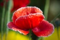 Red Poppy flower in warm sunlight