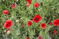 Closeup of red poppy flowers blooming in early summer in a field in Bulgaria Royalty Free Stock Photo