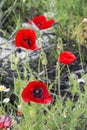 Closeup of red poppy flowers blooming in early summer in a field in Bulgaria Royalty Free Stock Photo