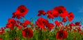 Closeup red poppy flowers on a blue sky Royalty Free Stock Photo