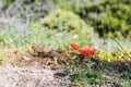 Closeup of red poppy growing up from the gravel. The concept of life and motivation. Struggle for life. Desire to live