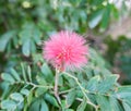 Closeup of a Red Powder Puff flower and a bee Royalty Free Stock Photo