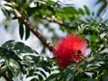 Close up Red Powder Puff Flower with Green Leaves Royalty Free Stock Photo